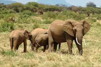 Forest Protection - Kasigau Wildlife Corridor, Kenya